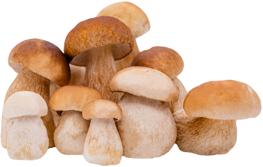 Steinpilze